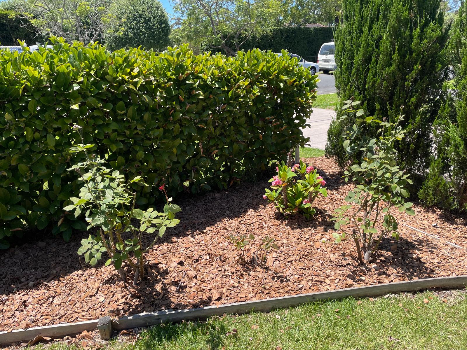 Mulched garden bed 3